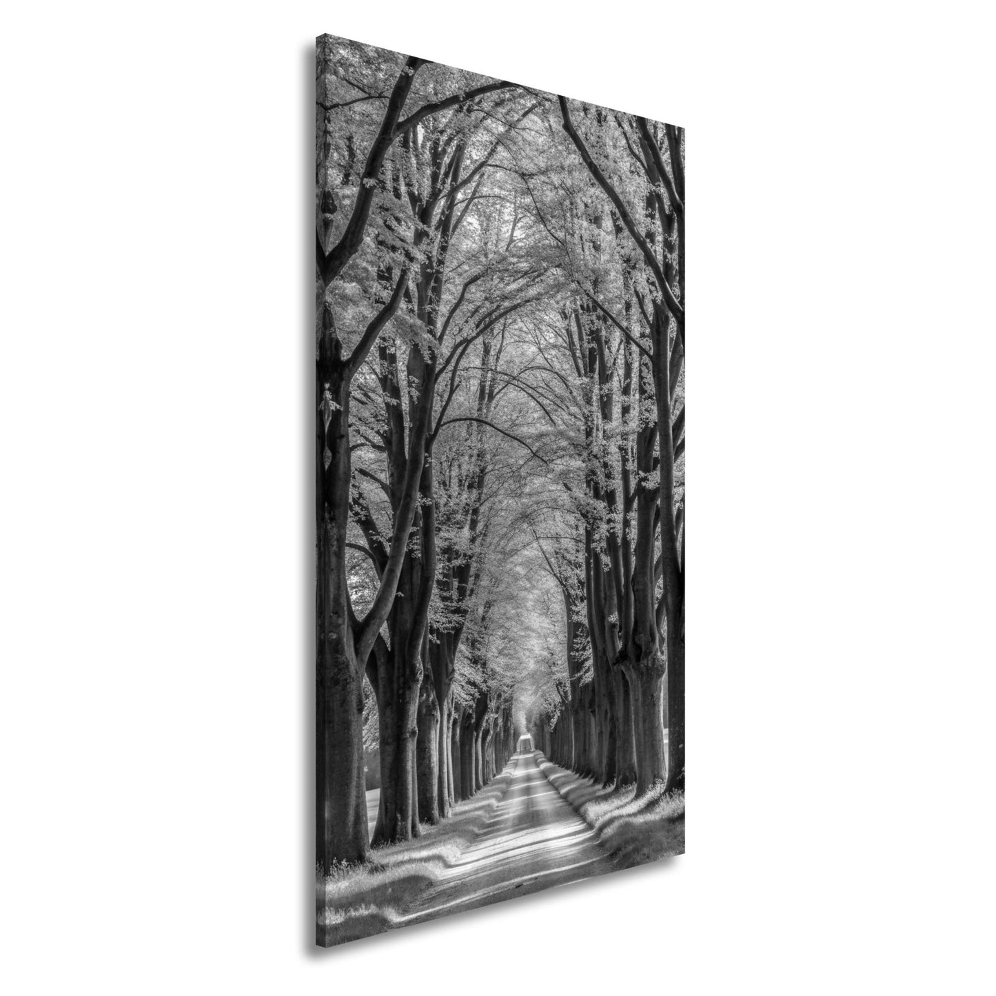 Leinwandbild Ein Weg aus Licht unter grünem Blätterdach der Ruhe. - deyoli