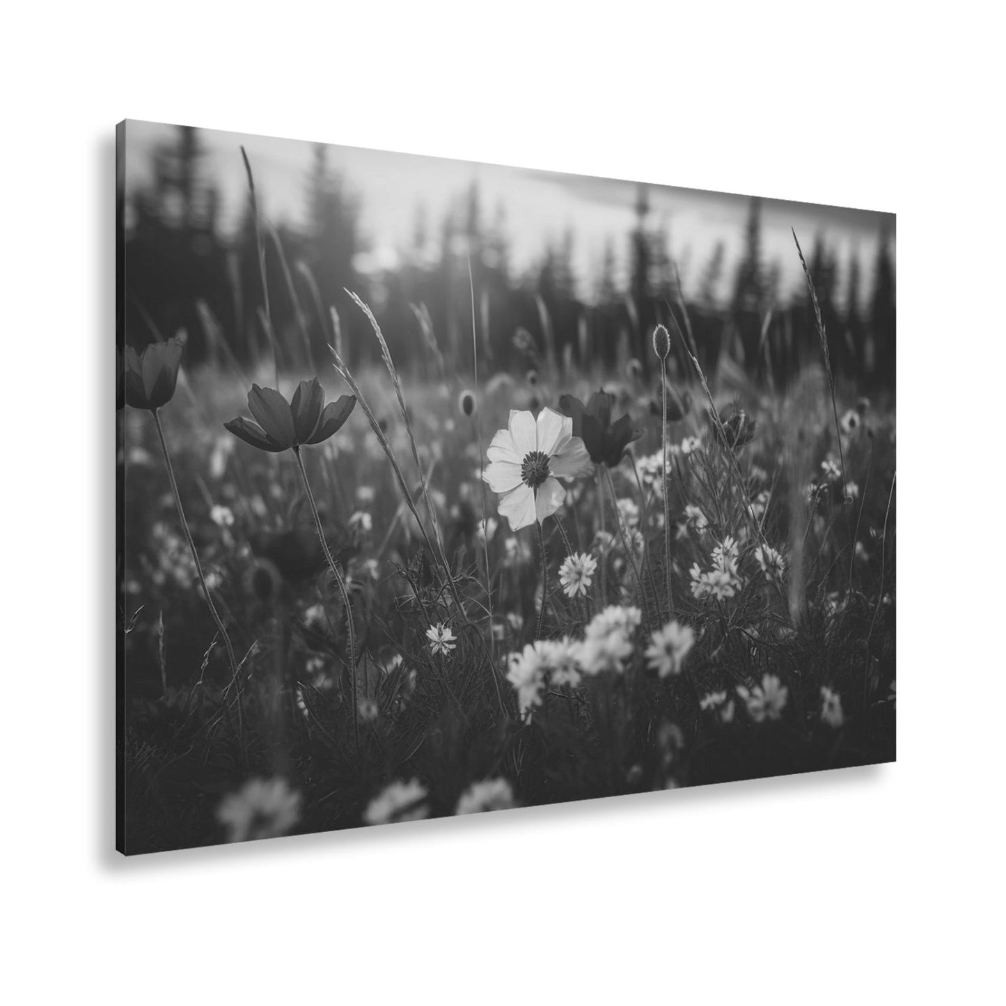 Leinwandbild Einzigartig – eine weiße Blume in rotem Mohnmeer. - deyoli
