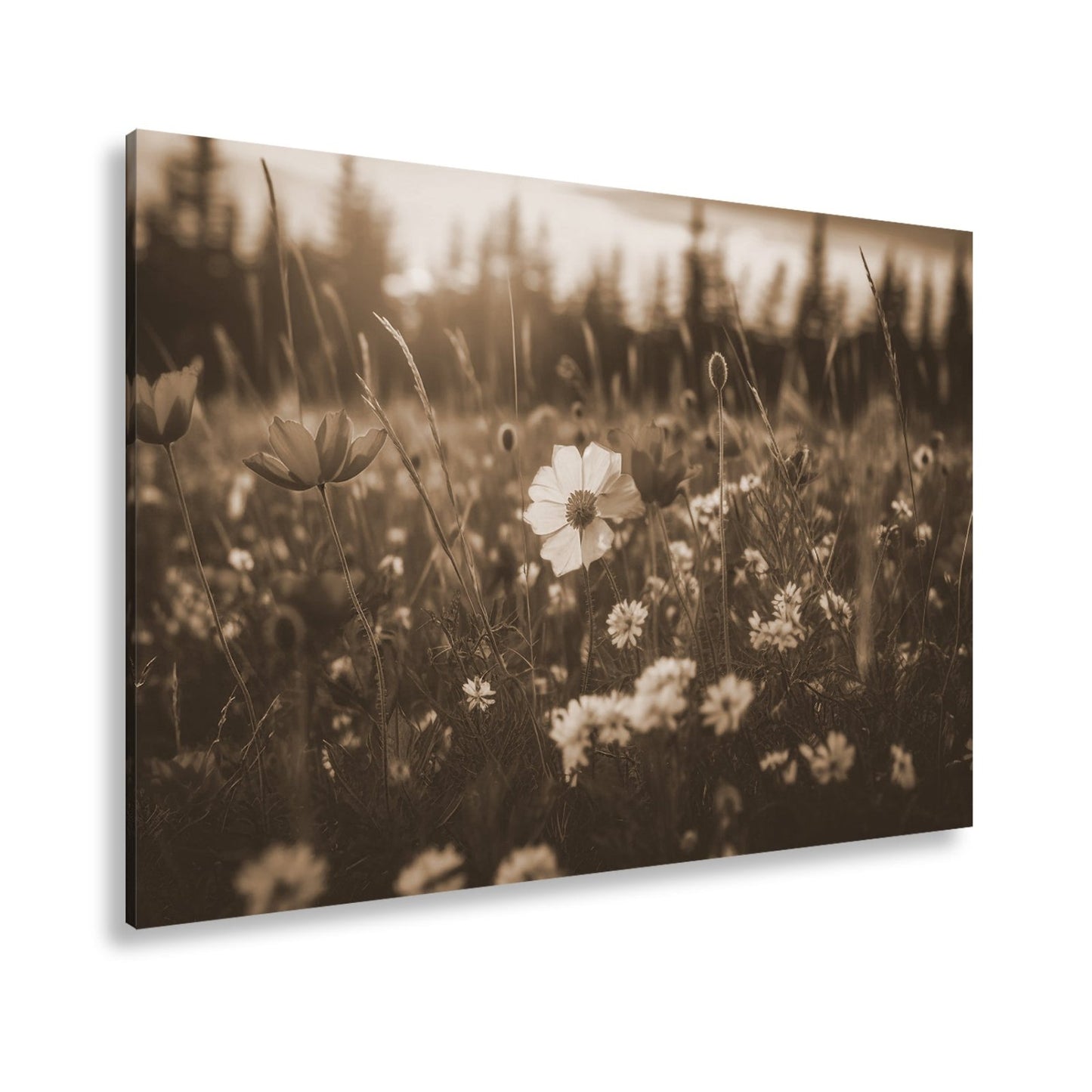 Leinwandbild Einzigartig – eine weiße Blume in rotem Mohnmeer. - deyoli