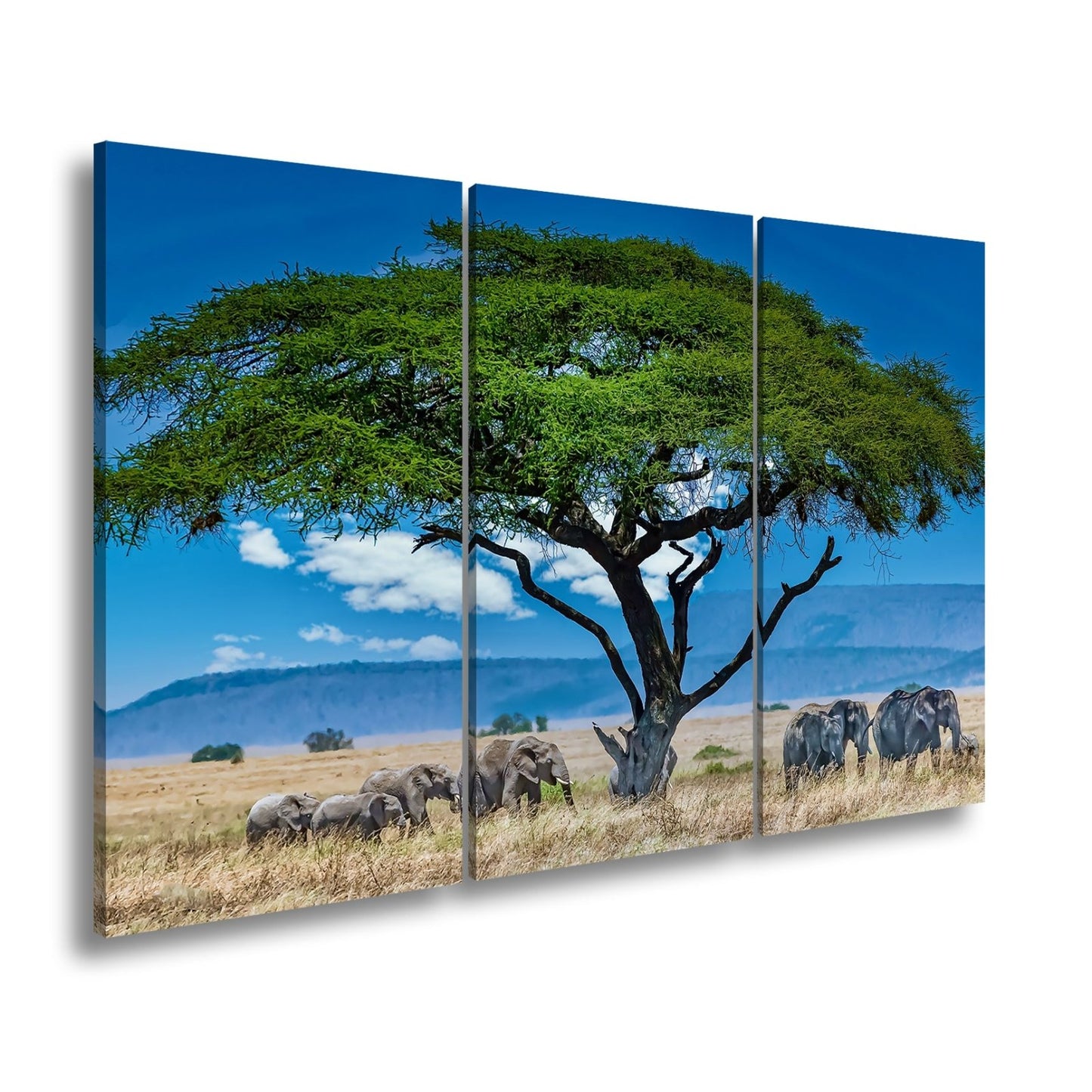 Leinwandbild Elefantenherde wandert ruhig unter einer schützenden Akazie - deyoli