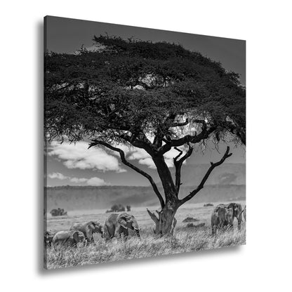 Leinwandbild Elefantenherde wandert ruhig unter einer schützenden Akazie - deyoli
