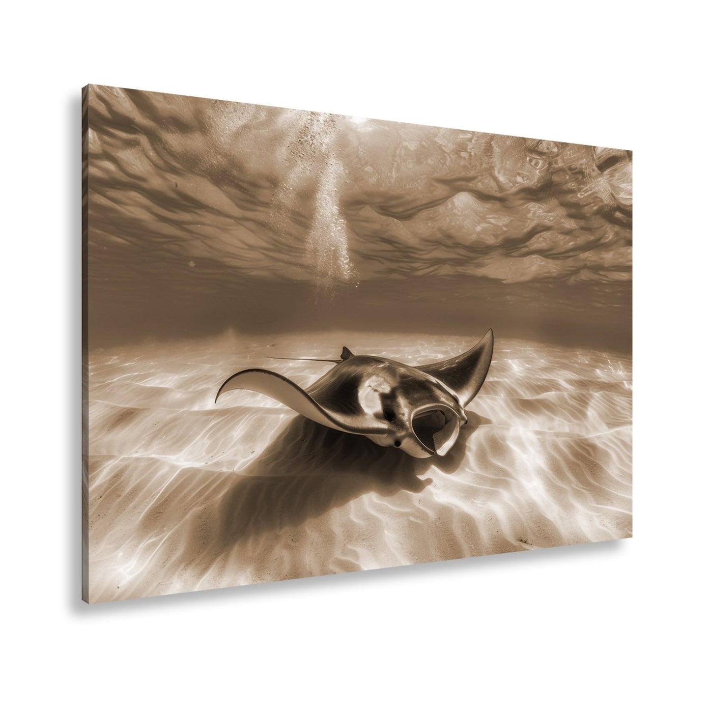 Leinwandbild Eleganter Manta – Sanfter Meeresgrund XXL Wandbild - deyoli