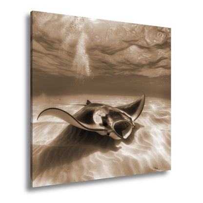 Leinwandbild Eleganter Manta – Sanfter Meeresgrund XXL Wandbild - deyoli