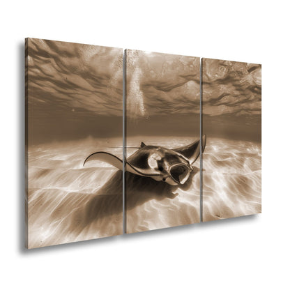 Leinwandbild Eleganter Manta – Sanfter Meeresgrund XXL Wandbild - deyoli