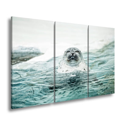 Leinwandbild Entspannte Robbe – Eisiges Wasser XXL Wandbild - deyoli