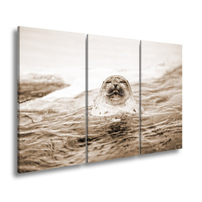 Leinwandbild Entspannte Robbe – Eisiges Wasser XXL Wandbild - deyoli