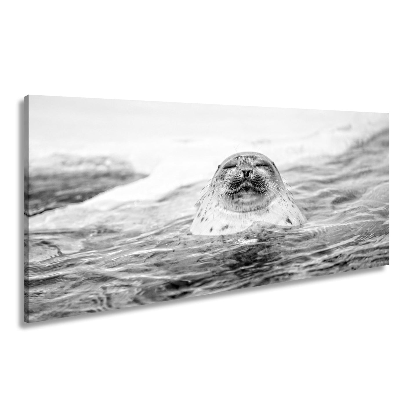 Leinwandbild Entspannte Robbe – Eisiges Wasser XXL Wandbild - deyoli