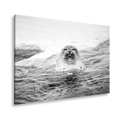 Leinwandbild Entspannte Robbe – Eisiges Wasser XXL Wandbild - deyoli