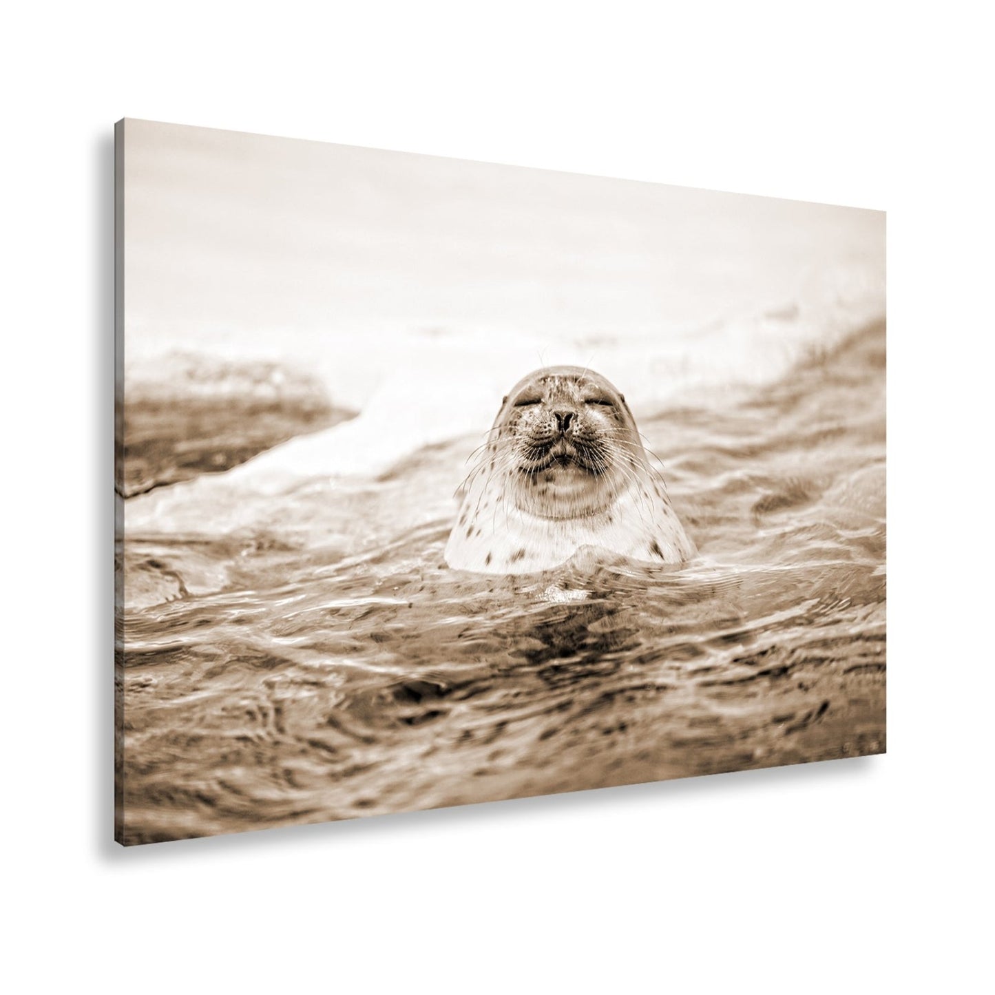 Leinwandbild Entspannte Robbe – Eisiges Wasser XXL Wandbild - deyoli