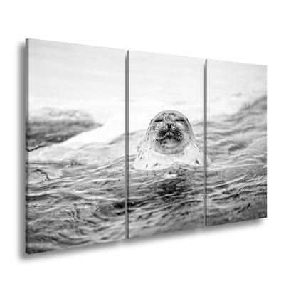 Leinwandbild Entspannte Robbe – Eisiges Wasser XXL Wandbild - deyoli