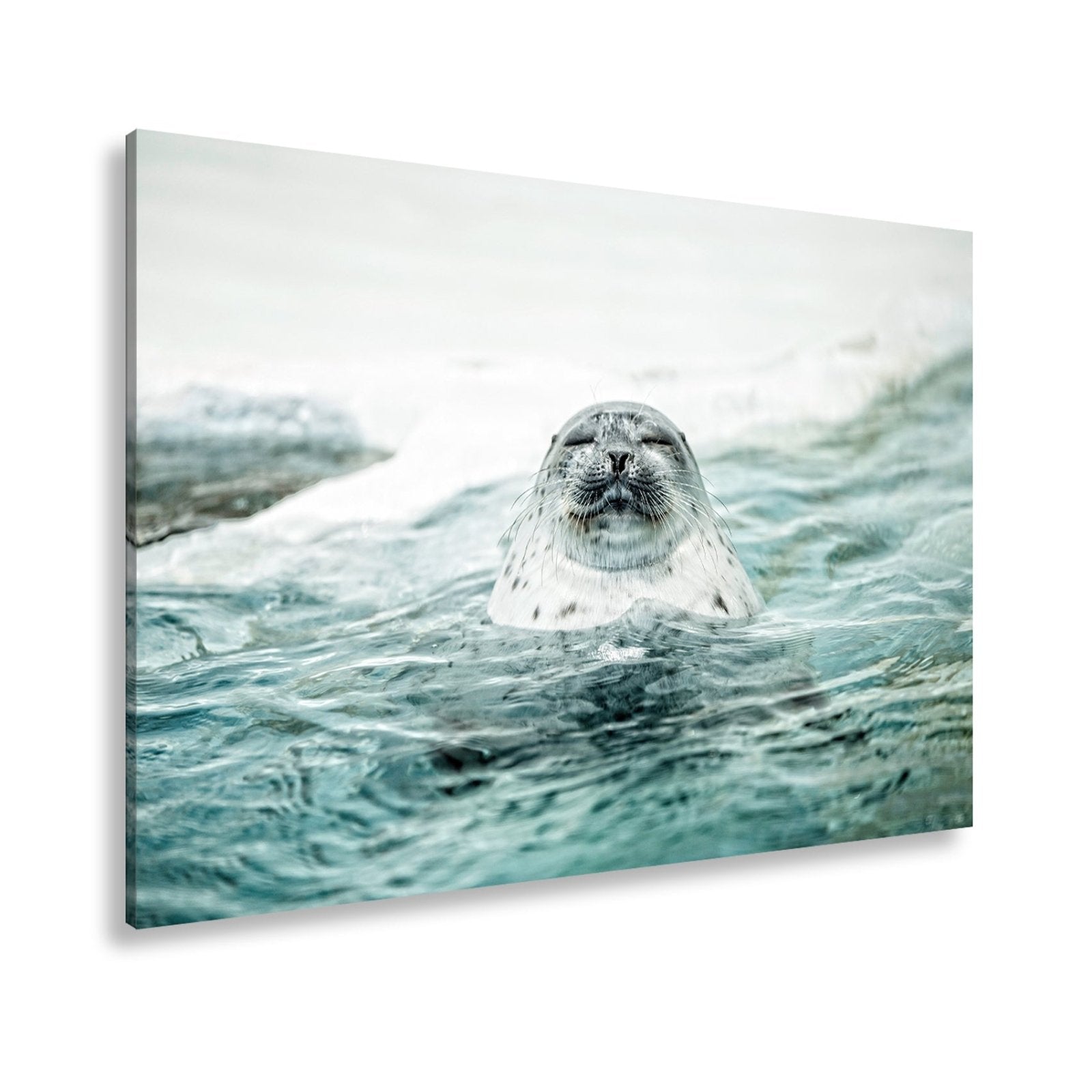 Leinwandbild Entspannte Robbe – Eisiges Wasser XXL Wandbild - deyoli