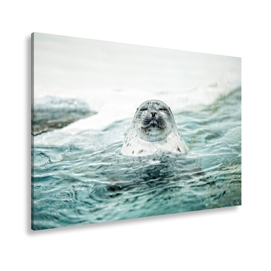 Leinwandbild Entspannte Robbe – Eisiges Wasser XXL Wandbild - deyoli