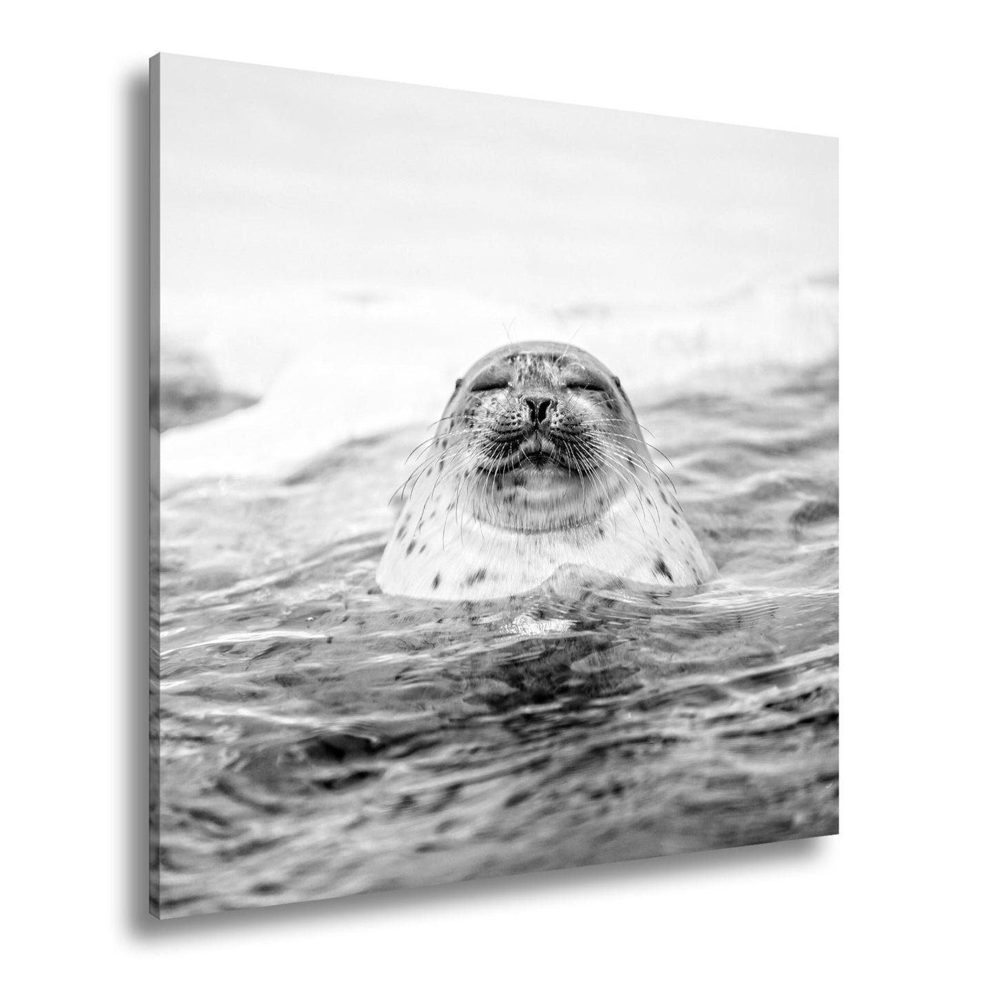 Leinwandbild Entspannte Robbe – Eisiges Wasser XXL Wandbild - deyoli