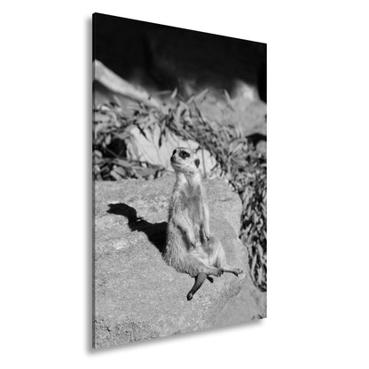 Leinwandbild Erdmännchen in Pose – als würde es die Sonne genießen. - deyoli
