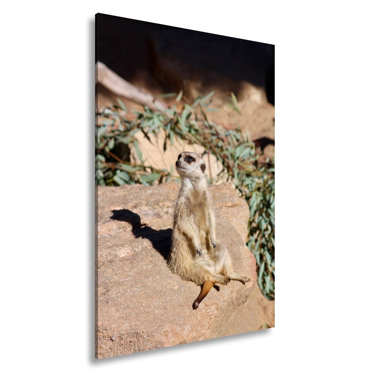 Leinwandbild Erdmännchen in Pose – als würde es die Sonne genießen. - deyoli