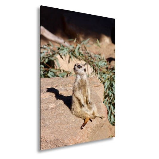 Leinwandbild Erdmännchen in Pose – als würde es die Sonne genießen. - deyoli