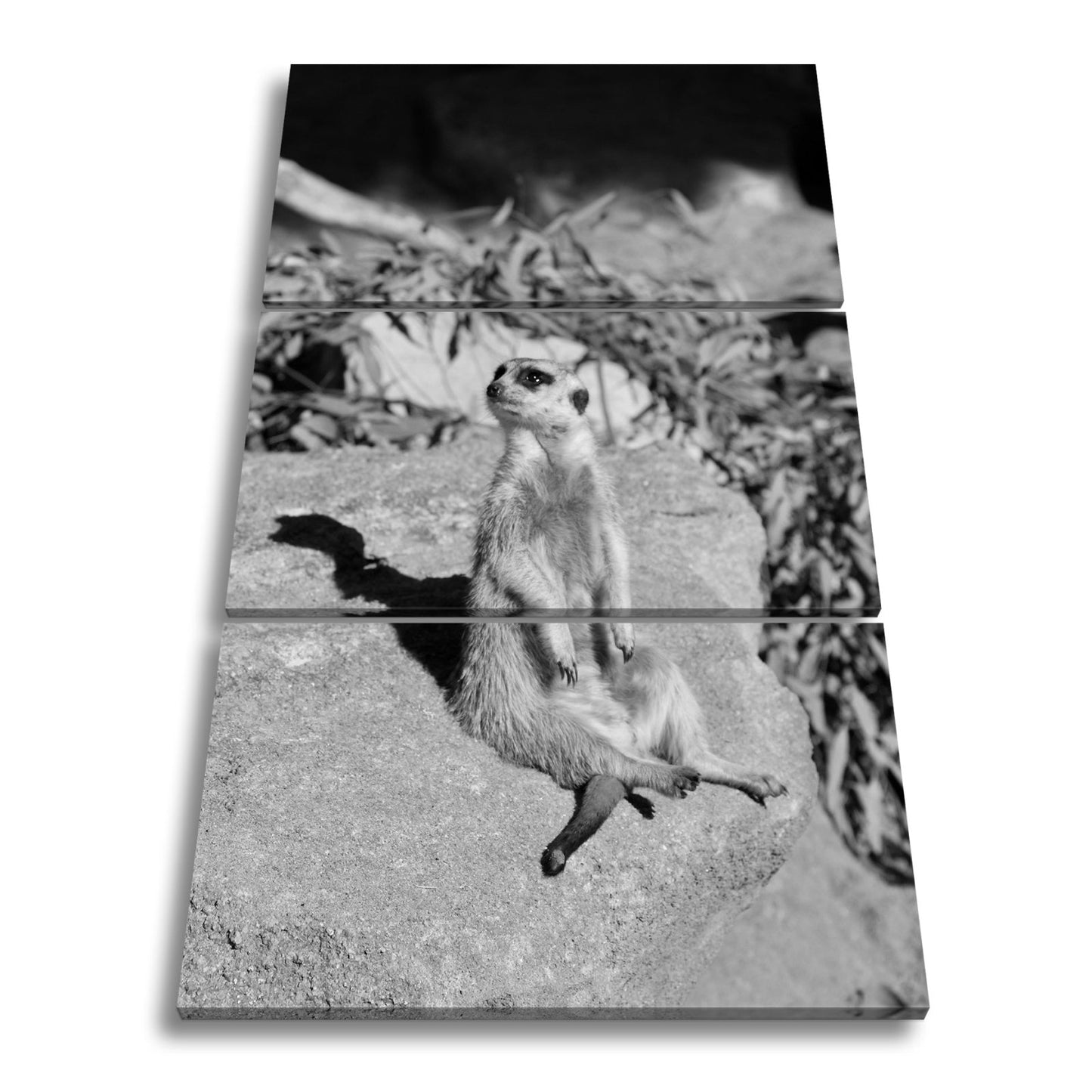 Leinwandbild Erdmännchen in Pose – als würde es die Sonne genießen. - deyoli