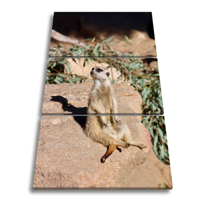 Leinwandbild Erdmännchen in Pose – als würde es die Sonne genießen. - deyoli