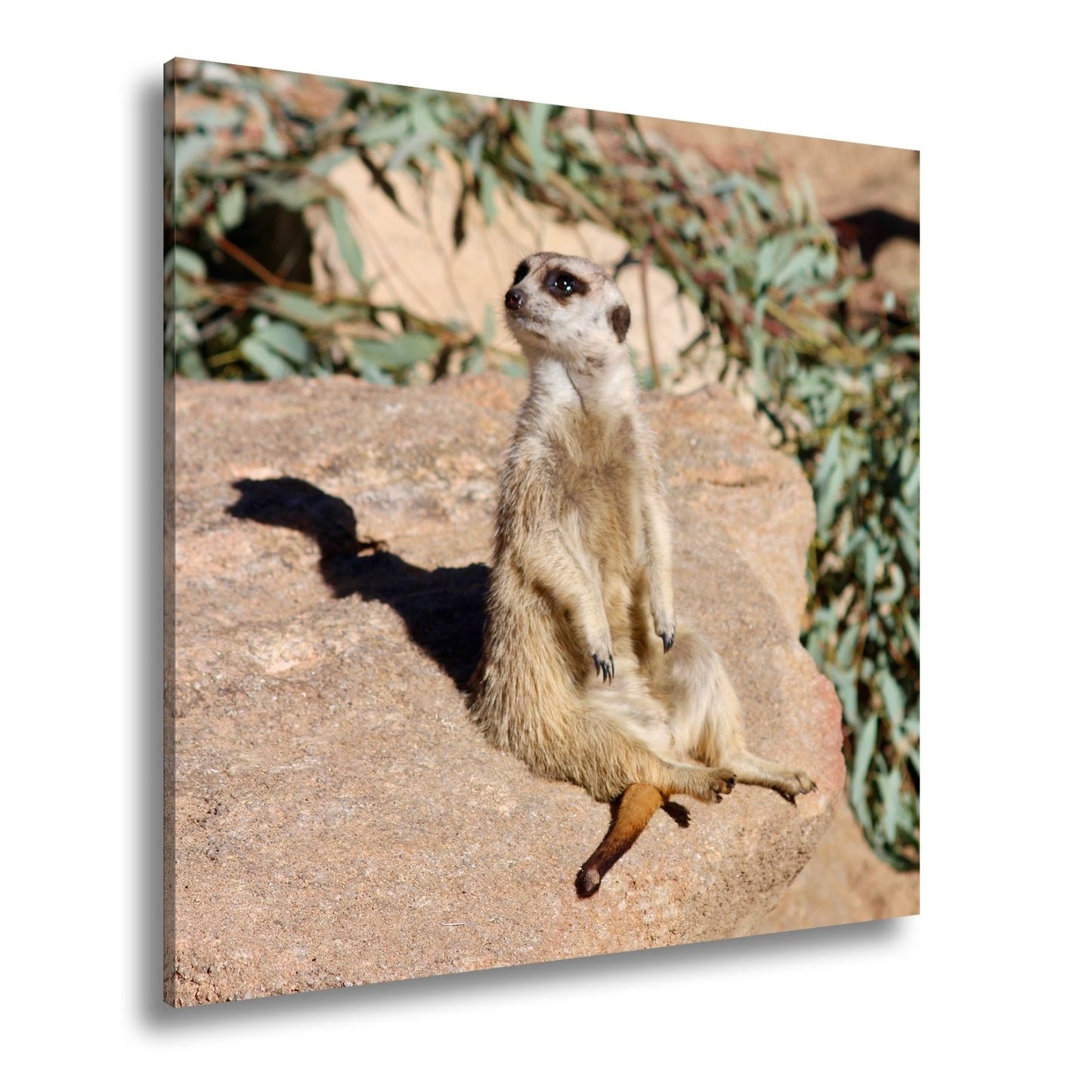 Leinwandbild Erdmännchen in Pose – als würde es die Sonne genießen. - deyoli