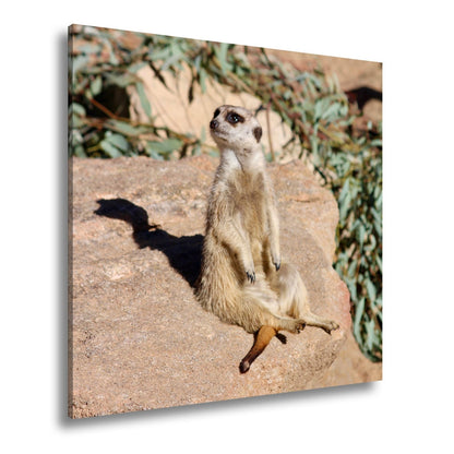 Leinwandbild Erdmännchen in Pose – als würde es die Sonne genießen. - deyoli