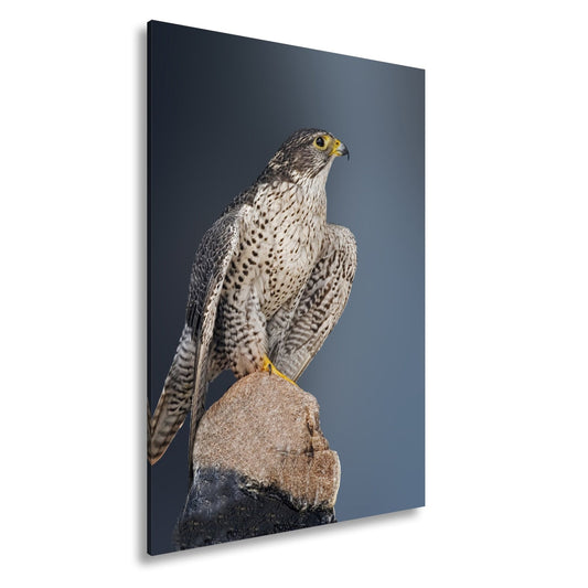 Leinwandbild Erhaben auf Fels – der Falke als stiller Wächter der Lüfte - deyoli