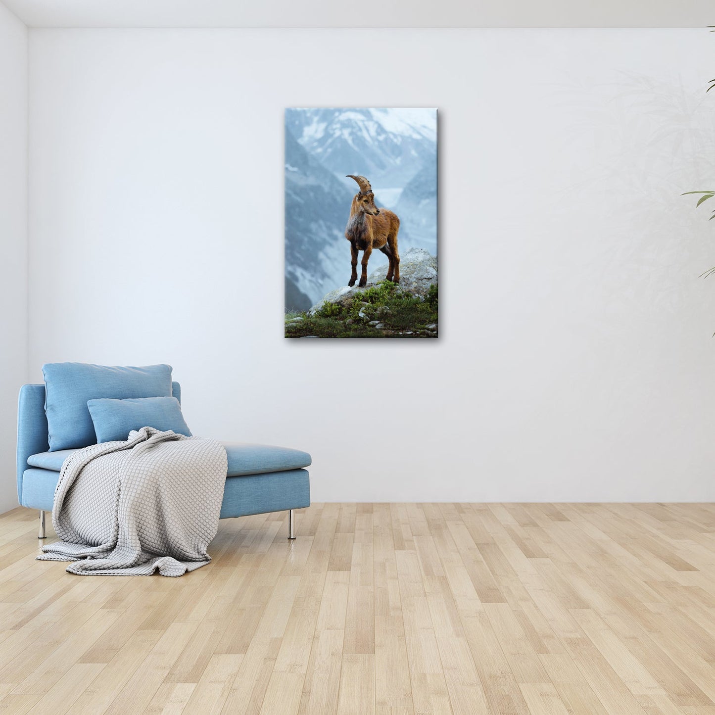 Leinwandbild Erhaben blickt der Steinbock in eisiger Bergesruh. - deyoli