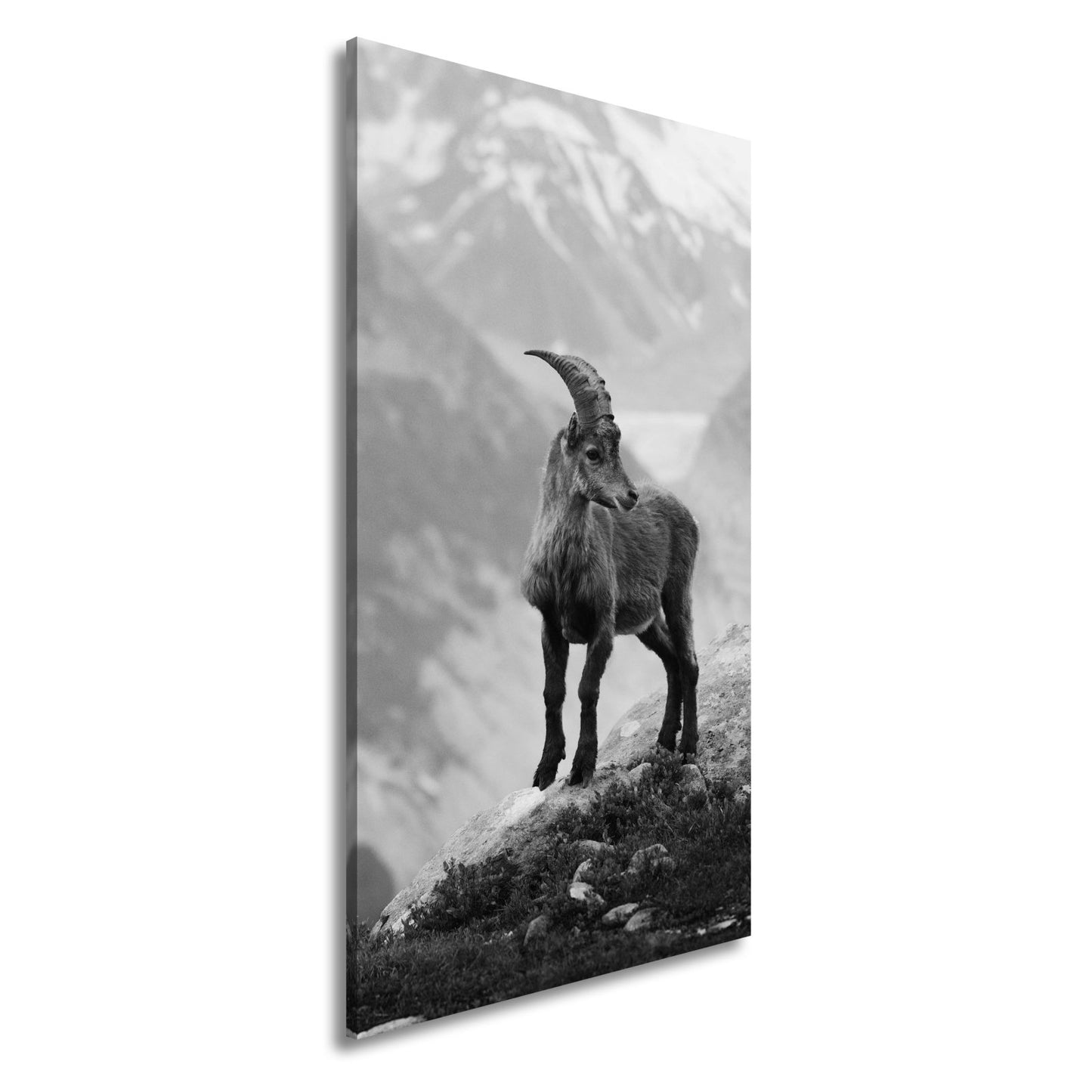 Leinwandbild Erhaben blickt der Steinbock in eisiger Bergesruh. - deyoli