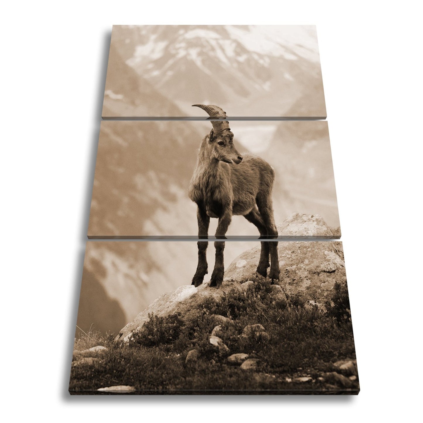 Leinwandbild Erhaben blickt der Steinbock in eisiger Bergesruh. - deyoli