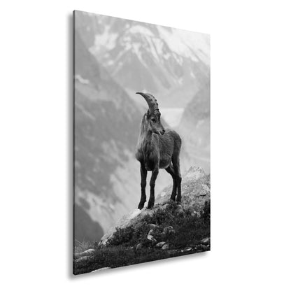 Leinwandbild Erhaben blickt der Steinbock in eisiger Bergesruh. - deyoli
