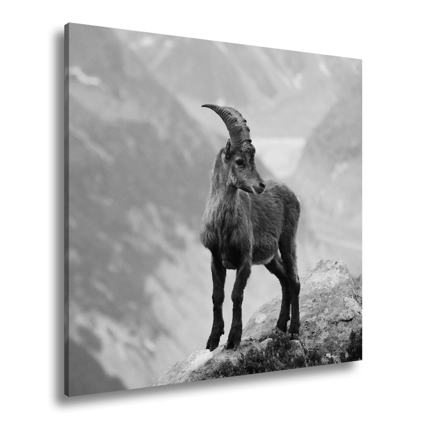 Leinwandbild Erhaben blickt der Steinbock in eisiger Bergesruh. - deyoli