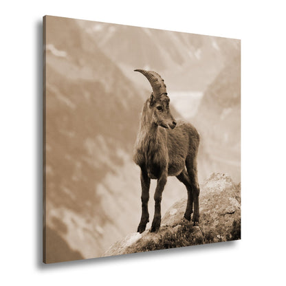 Leinwandbild Erhaben blickt der Steinbock in eisiger Bergesruh. - deyoli