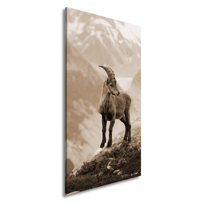 Leinwandbild Erhaben blickt der Steinbock in eisiger Bergesruh. - deyoli
