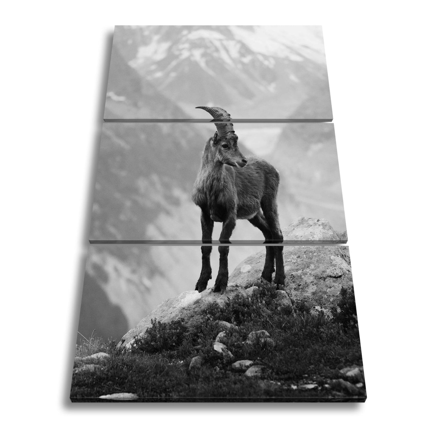 Leinwandbild Erhaben blickt der Steinbock in eisiger Bergesruh. - deyoli