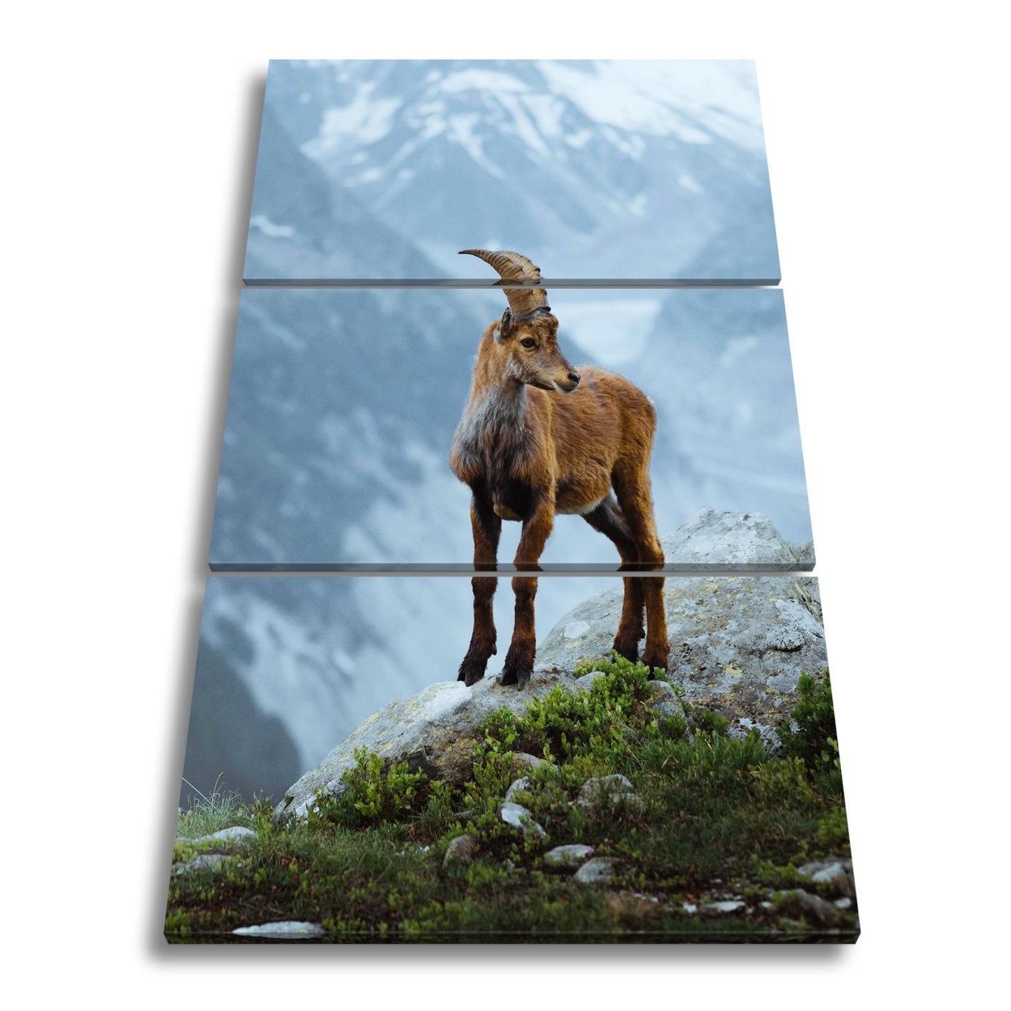 Leinwandbild Erhaben blickt der Steinbock in eisiger Bergesruh. - deyoli
