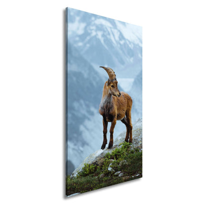 Leinwandbild Erhaben blickt der Steinbock in eisiger Bergesruh. - deyoli