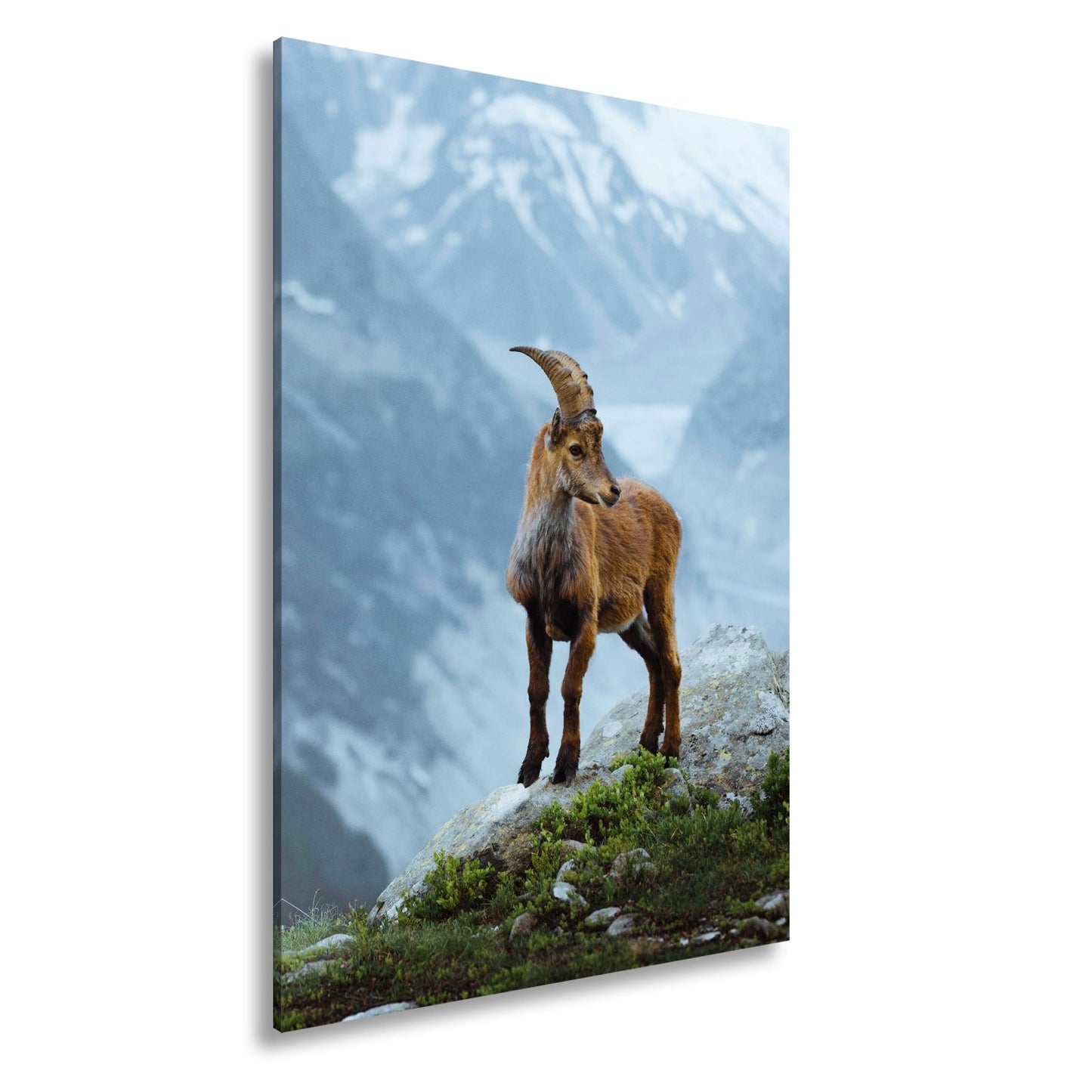 Leinwandbild Erhaben blickt der Steinbock in eisiger Bergesruh. - deyoli