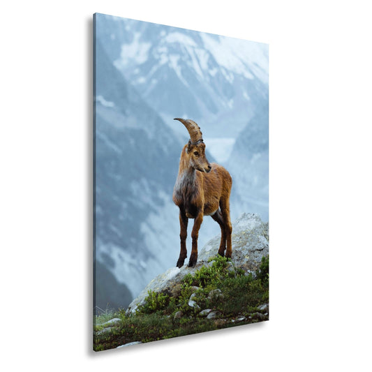 Leinwandbild Erhaben blickt der Steinbock in eisiger Bergesruh. - deyoli