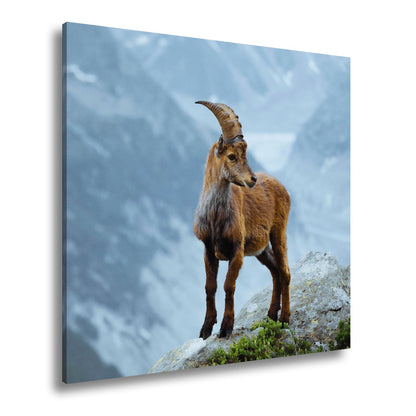 Leinwandbild Erhaben blickt der Steinbock in eisiger Bergesruh. - deyoli
