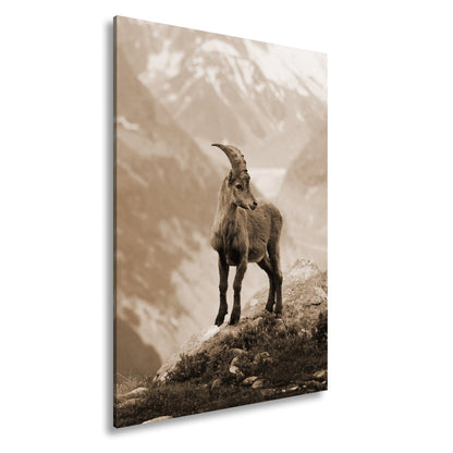 Leinwandbild Erhaben blickt der Steinbock in eisiger Bergesruh. - deyoli