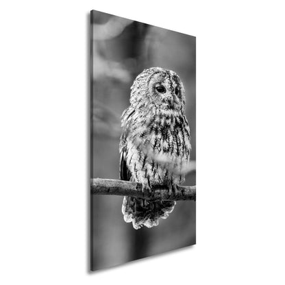 Leinwandbild Eule im Morgenlicht – stiller Blick der Weisheit. - deyoli