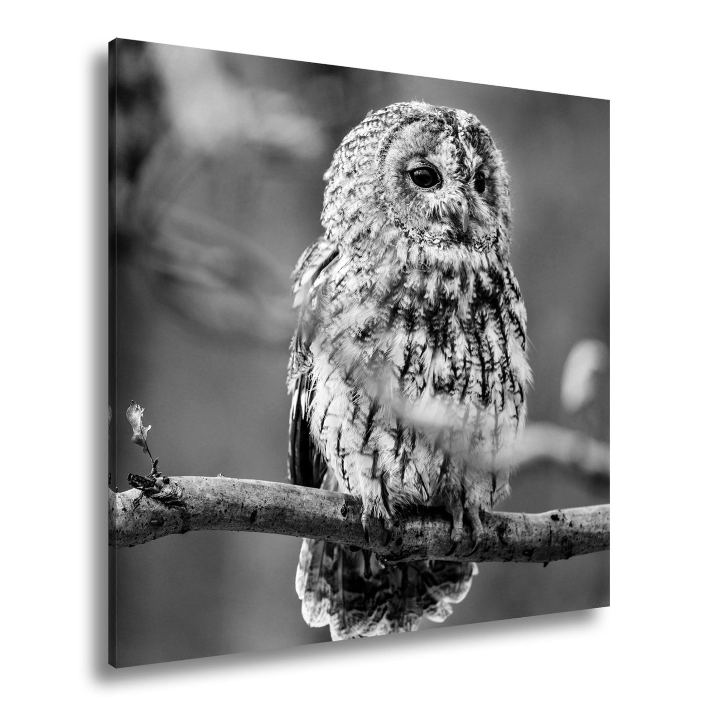 Leinwandbild Eule im Morgenlicht – stiller Blick der Weisheit. - deyoli