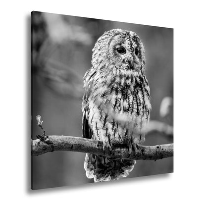 Leinwandbild Eule im Morgenlicht – stiller Blick der Weisheit. - deyoli