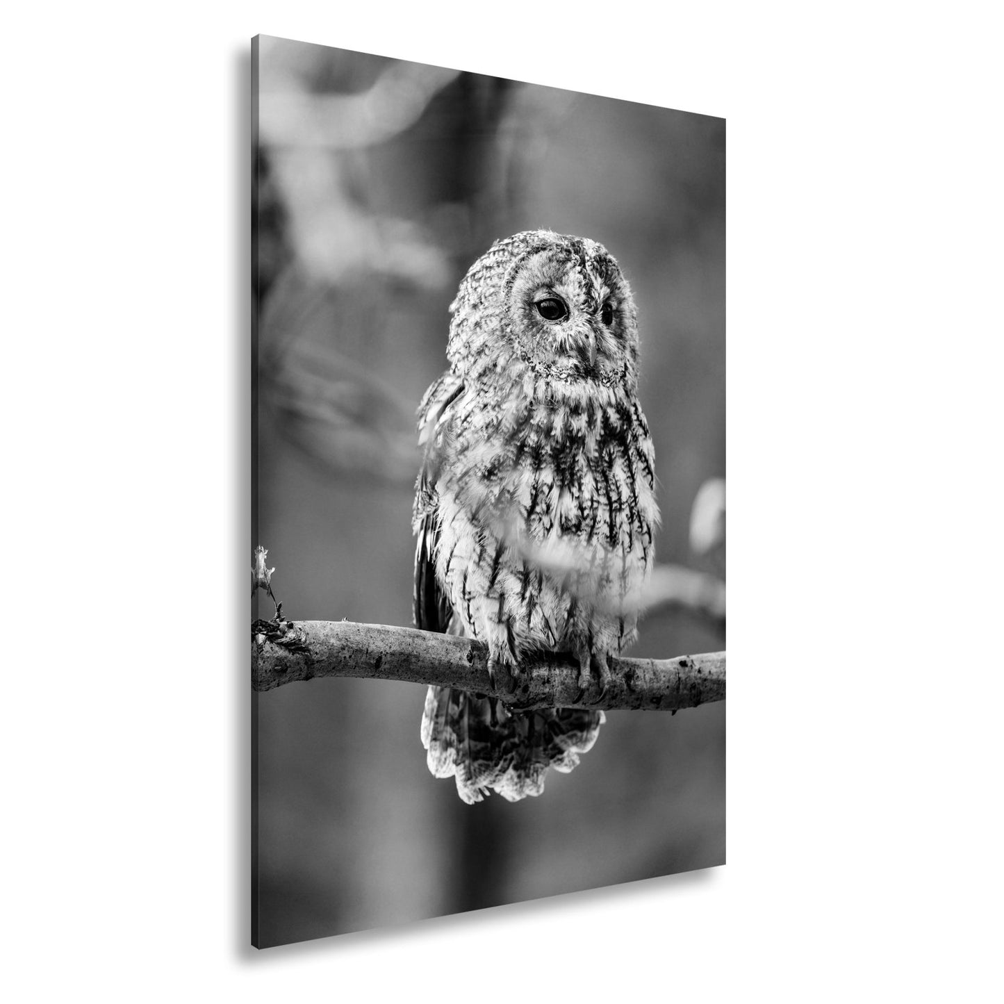 Leinwandbild Eule im Morgenlicht – stiller Blick der Weisheit. - deyoli