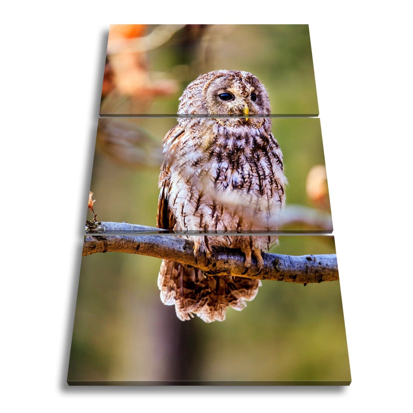 Leinwandbild Eule im Morgenlicht – stiller Blick der Weisheit. - deyoli