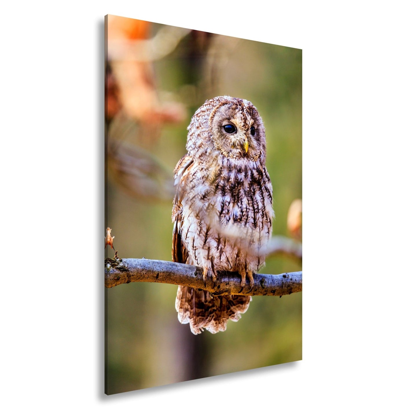 Leinwandbild Eule im Morgenlicht – stiller Blick der Weisheit. - deyoli