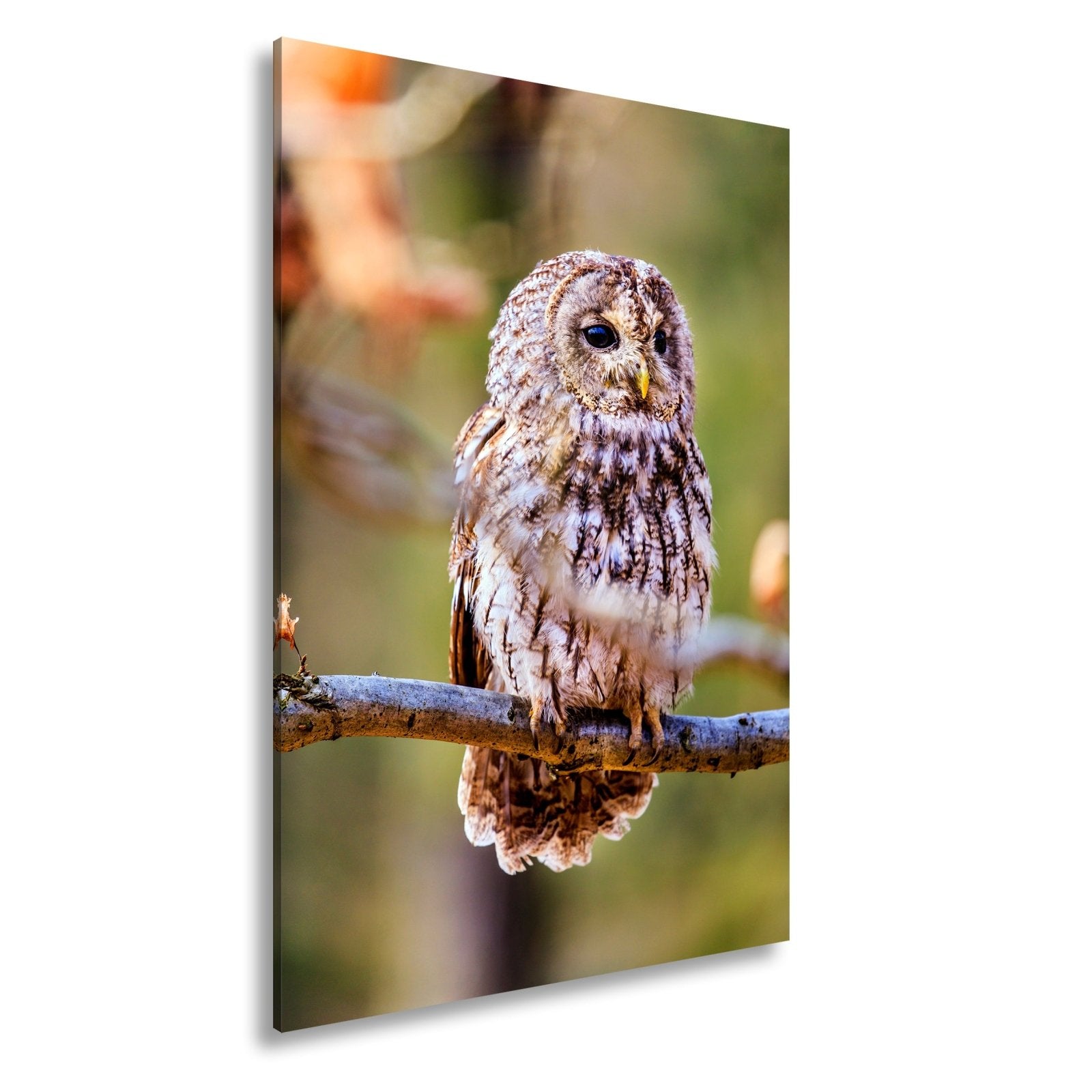 Leinwandbild Eule im Morgenlicht – stiller Blick der Weisheit. - deyoli