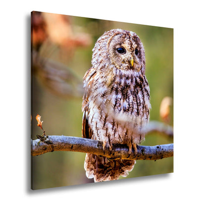 Leinwandbild Eule im Morgenlicht – stiller Blick der Weisheit. - deyoli