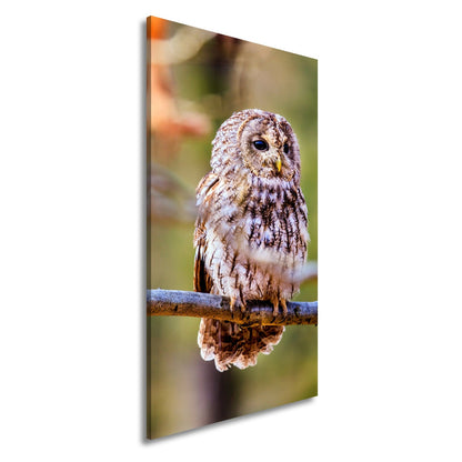 Leinwandbild Eule im Morgenlicht – stiller Blick der Weisheit. - deyoli
