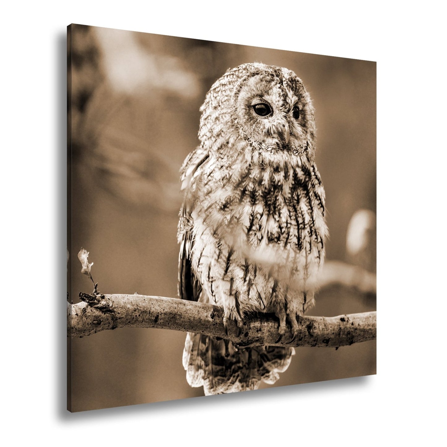 Leinwandbild Eule im Morgenlicht – stiller Blick der Weisheit. - deyoli