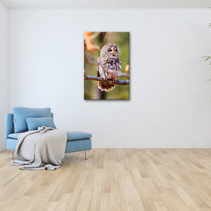 Leinwandbild Eule im Morgenlicht – stiller Blick der Weisheit. - deyoli